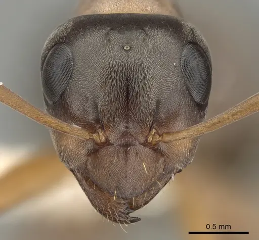 Formica neoclara - CASENT0280351