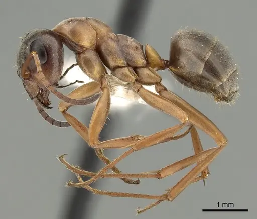 Formica neoclara - CASENT0280351