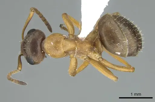 Formica neoclara - CASENT0914450