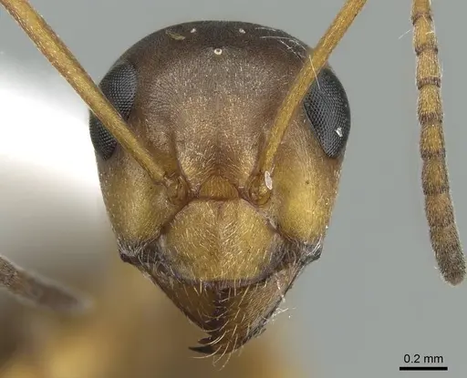 Formica neoclara - CASENT0914450