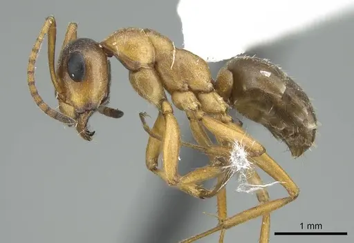 Formica neoclara - CASENT0914450