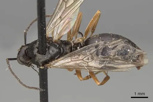 Formica neoclara - CASENT0923048