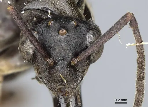 Formica neoclara - CASENT0923048