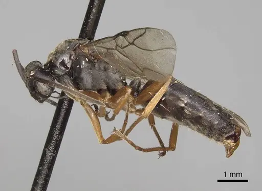 Formica neoclara - CASENT0923048