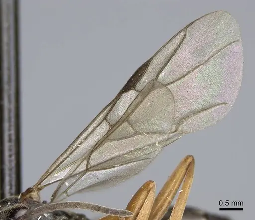 Formica neoclara - CASENT0923048