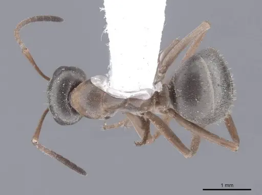 Formica neoclara - FMNHINS0000062918