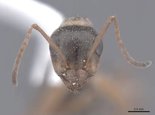 Formica neoclara - FMNHINS0000062918