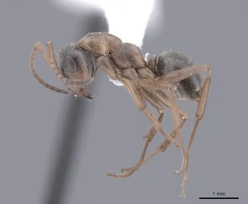 Formica neoclara - FMNHINS0000062918