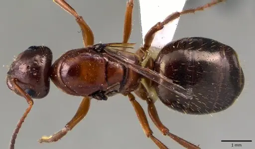 Formica neogagates specimen