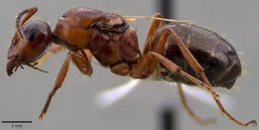 Formica neogagates specimen
