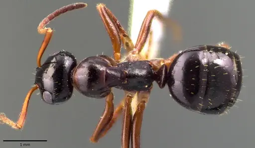 Formica neogagates - ANTWEB1041784