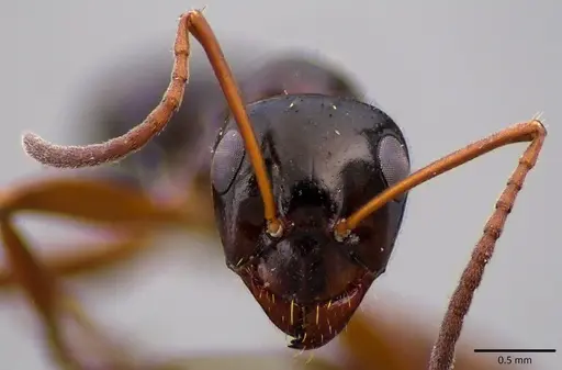 Formica neogagates - ANTWEB1041784