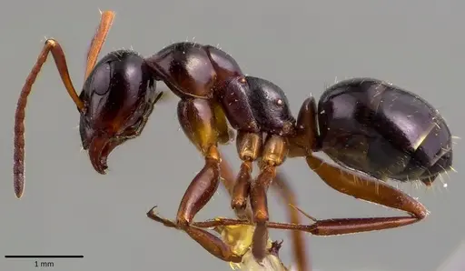 Formica neogagates - ANTWEB1041784