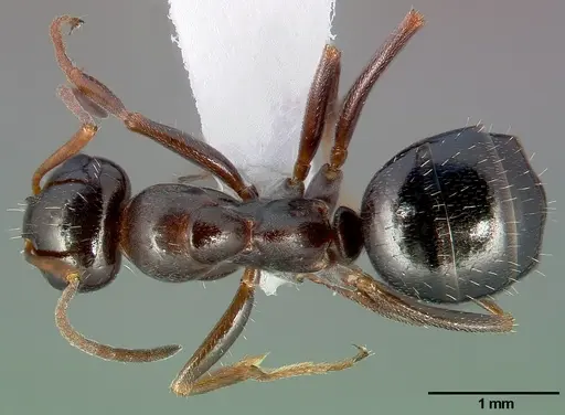 Formica neogagates - CASENT0005382
