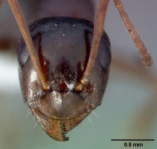 Formica neogagates - CASENT0005382