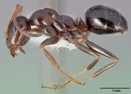 Formica neogagates - CASENT0005382