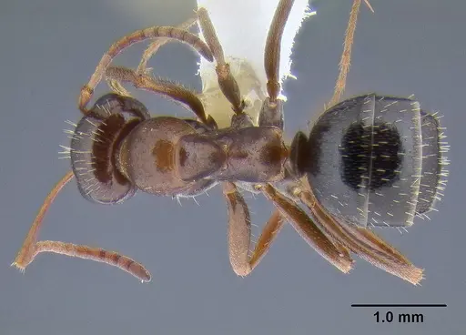 Formica neogagates - CASENT0106302