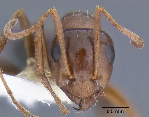 Formica neogagates - CASENT0106302