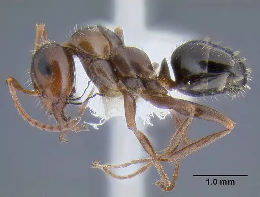 Formica neogagates - CASENT0106302