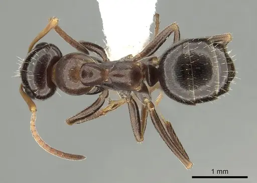 Formica neogagates - CASENT0280341