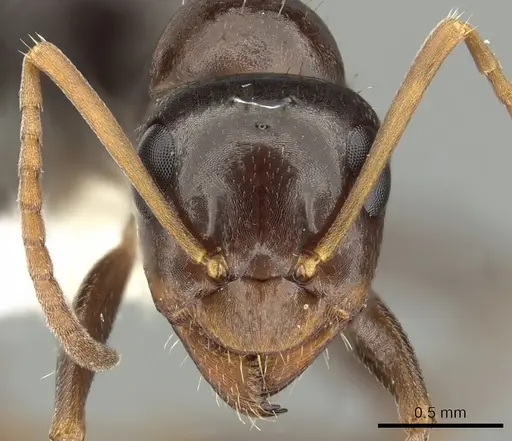 Formica neogagates - CASENT0280341