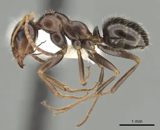 Formica neogagates - CASENT0280341