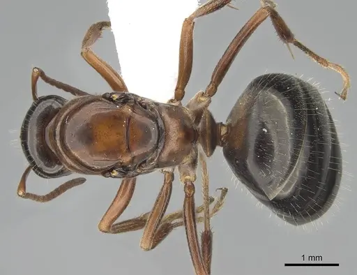 Formica neogagates - CASENT0843919