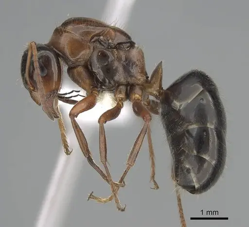 Formica neogagates - CASENT0843919