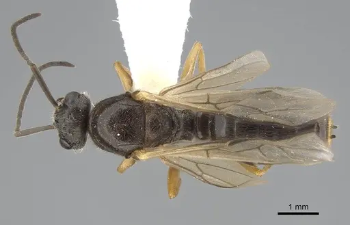 Formica neogagates - CASENT0843920