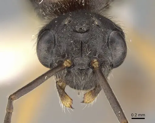 Formica neogagates - CASENT0843920