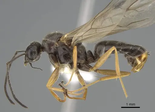 Formica neogagates - CASENT0843920