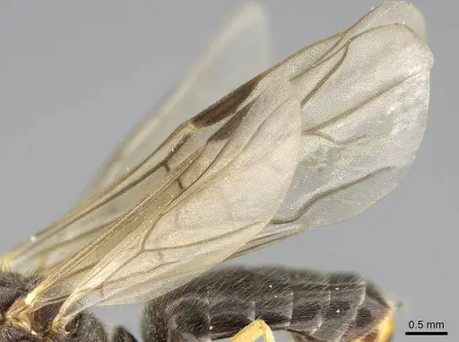 Formica neogagates - CASENT0843920