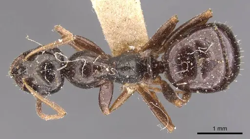 Formica neogagates - CASENT0905713