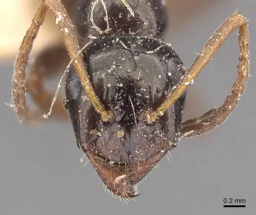 Formica neogagates - CASENT0905713