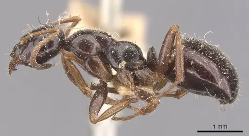 Formica neogagates - CASENT0905713