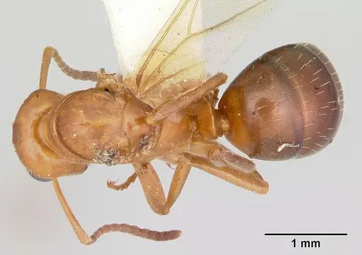 Formica nepticula specimen
