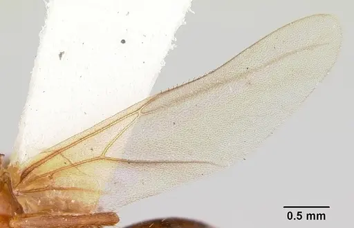 Formica nepticula specimen