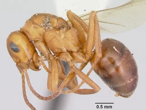 Formica nepticula - CASENT0103383