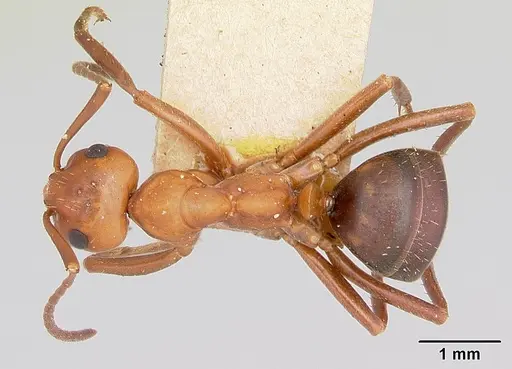 Formica nepticula - CASENT0103384