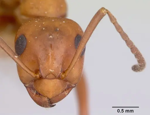 Formica nepticula - CASENT0103384