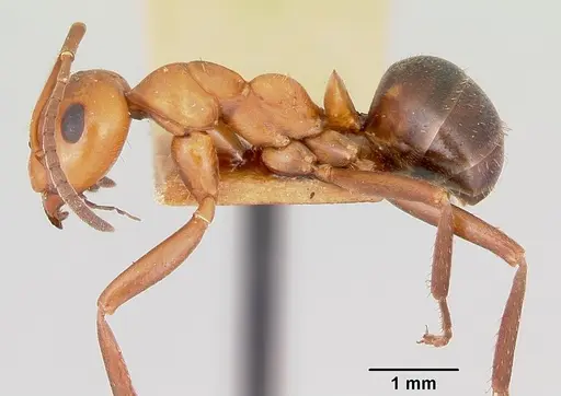 Formica nepticula - CASENT0103384