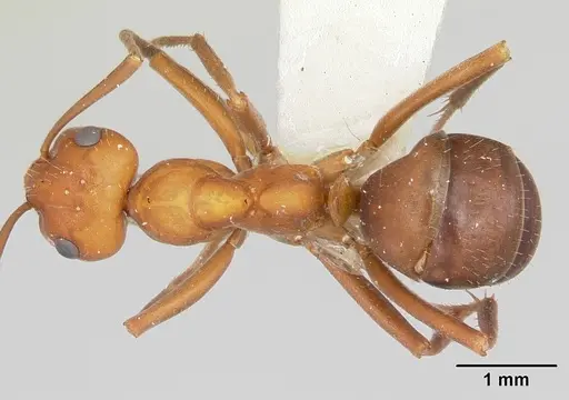 Formica nepticula - CASENT0105608