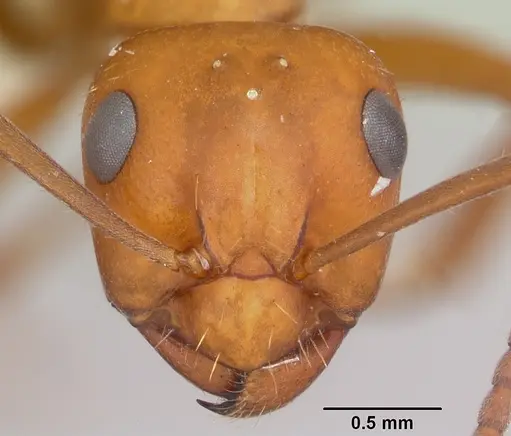 Formica nepticula - CASENT0105608