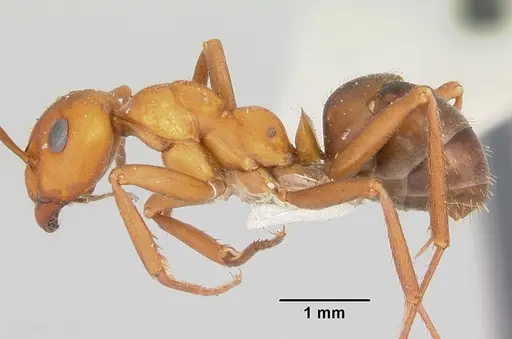 Formica nepticula - CASENT0105608