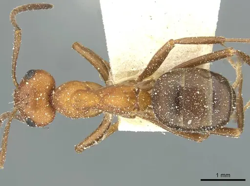 Formica nepticula - CASENT0912251