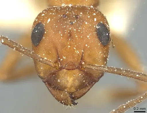 Formica nepticula - CASENT0912251