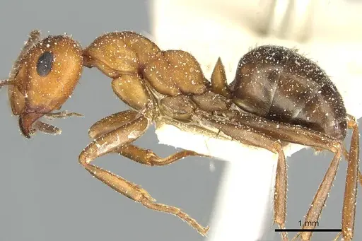 Formica nepticula - CASENT0912251