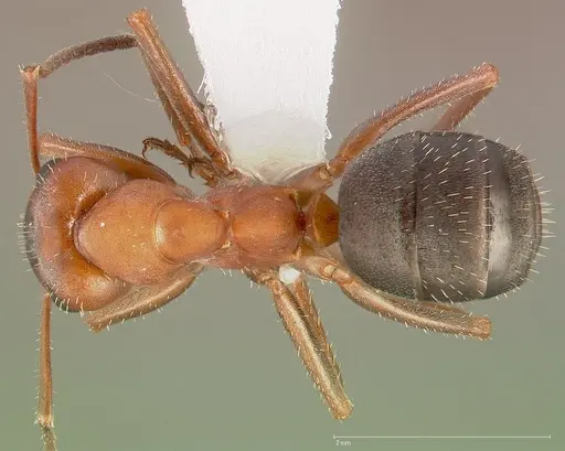 Formica nevadensis specimen