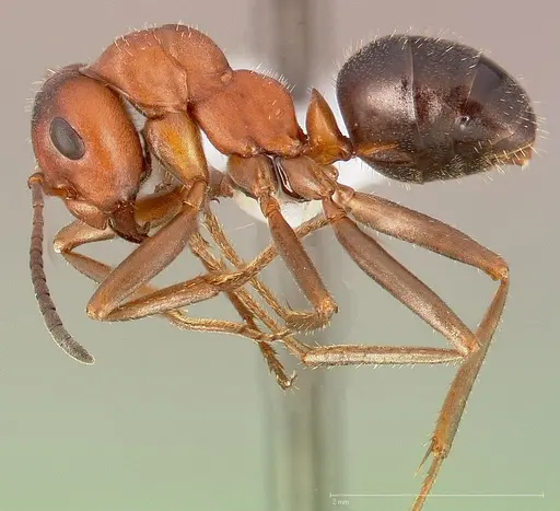 Formica nevadensis specimen