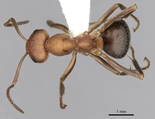 Formica nevadensis - CASENT0280416